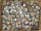 Lot - to Polished Fossil Goniatites - Pieces #133699-1
